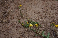 Pyrrocoma racemosa paniculata
