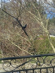 Sturnus vulgaris
