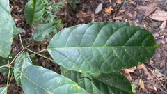 Pimelodendron amboinicum