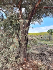 Eucalyptus torquata