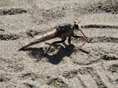 Proctacanthus milbertii