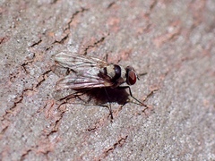 Anthomyia