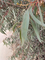 Eucalyptus torquata
