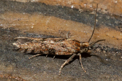 Eurythecta zelaea
