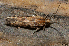 Eurythecta zelaea