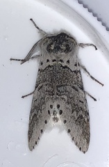 Furcula occidentalis