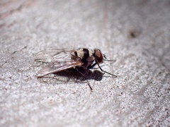 Anthomyia