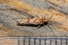 Eurythecta zelaea