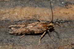 Eurythecta zelaea