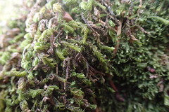 Plagiochila