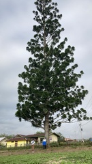 Araucaria cunninghamii