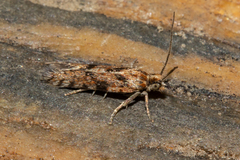 Eurythecta zelaea