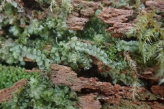 Calypogeia