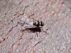 Anthomyia