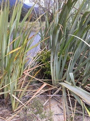 Ileostylus micranthus