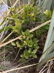 Ileostylus micranthus