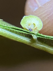 Caryomyia persicoides