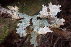 Lobaria
