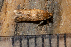 Eurythecta zelaea