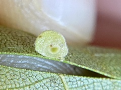 Caryomyia persicoides