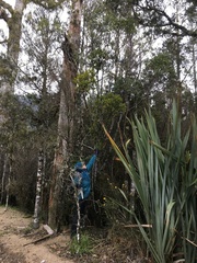 Ileostylus micranthus