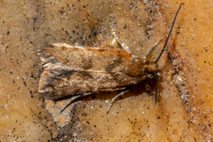 Eurythecta zelaea