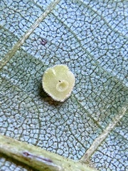 Caryomyia persicoides