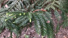 Araucaria cunninghamii
