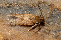 Eurythecta zelaea