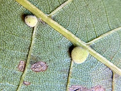 Caryomyia persicoides