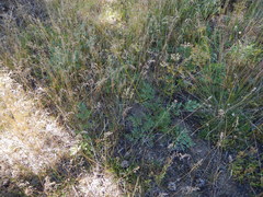Ligusticum grayi