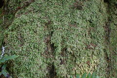 Plagiothecium undulatum