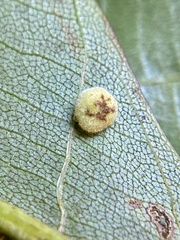 Caryomyia persicoides