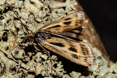 Orocrambus corruptus