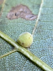 Caryomyia persicoides