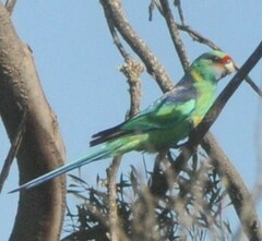 Barnardius zonarius