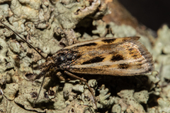 Orocrambus corruptus