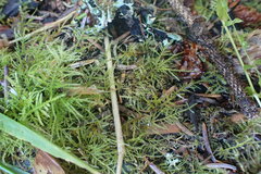 Kindbergia praelonga