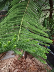 Araucariaceae