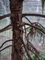 Araucariaceae