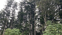 Araucaria cunninghamii