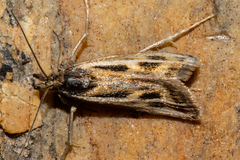 Orocrambus corruptus