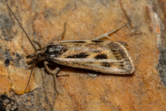 Orocrambus corruptus