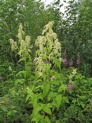 Koenigia alaskana