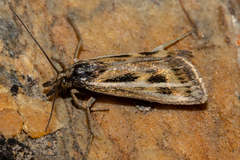Orocrambus corruptus