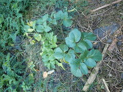 Angelica lucida
