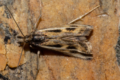 Orocrambus corruptus