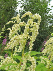 Koenigia alaskana