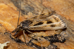 Orocrambus corruptus