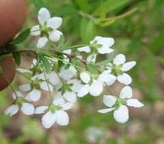 Spiraea thunbergii